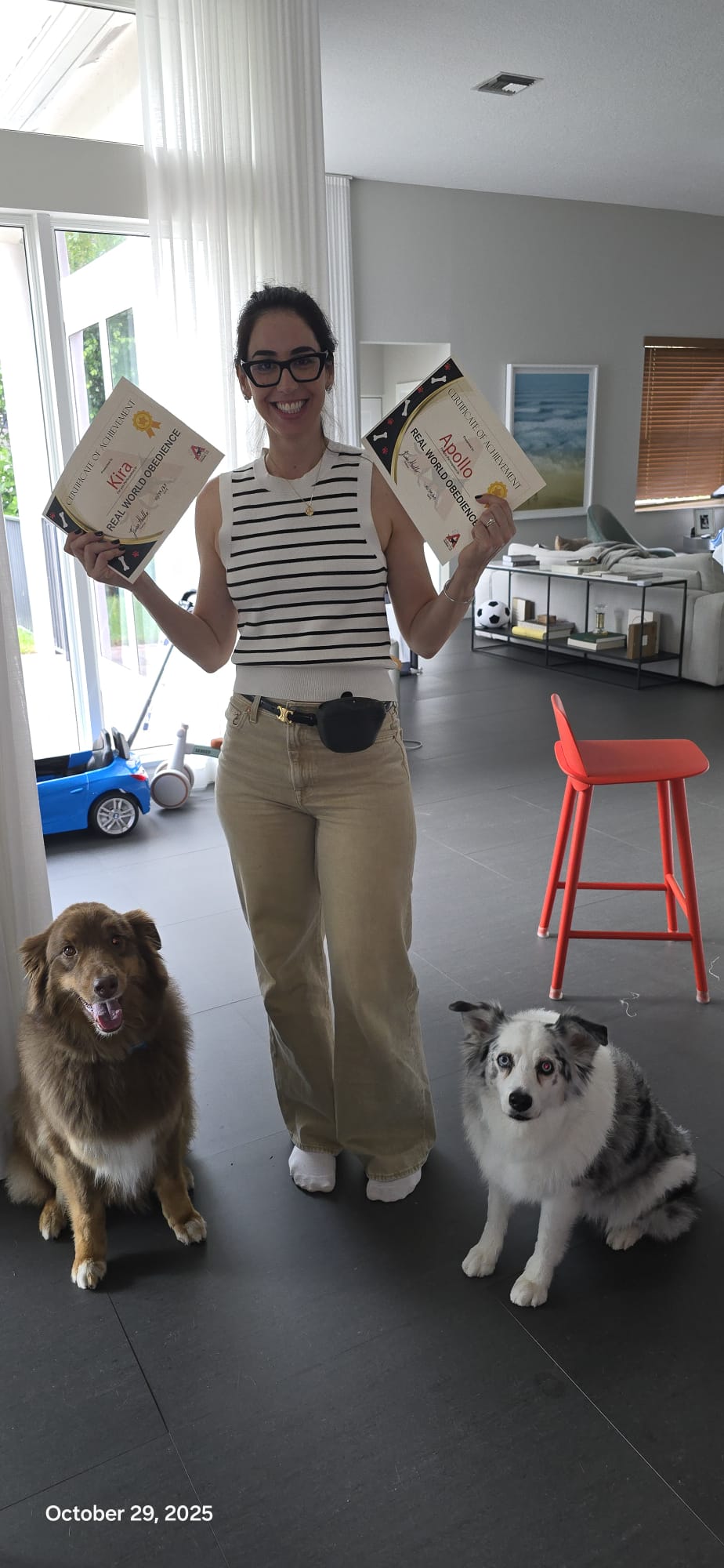 A client holding two real-life training certificates while her two Australian Shepherds sit calmly beside her.